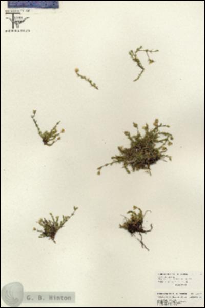 URN_catalog_HBHinton_herbarium_26537.jpg.jpg