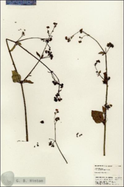 URN_catalog_HBHinton_herbarium_24988.jpg.jpg