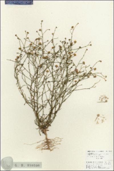 URN_catalog_HBHinton_herbarium_27067.jpg.jpg