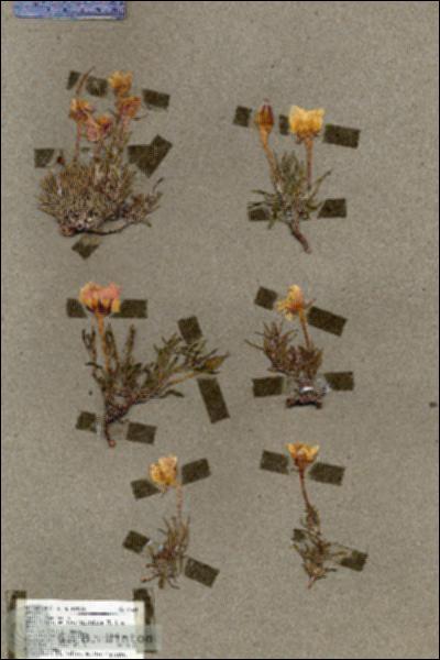URN_catalog_HBHinton_herbarium_19523.jpg.jpg