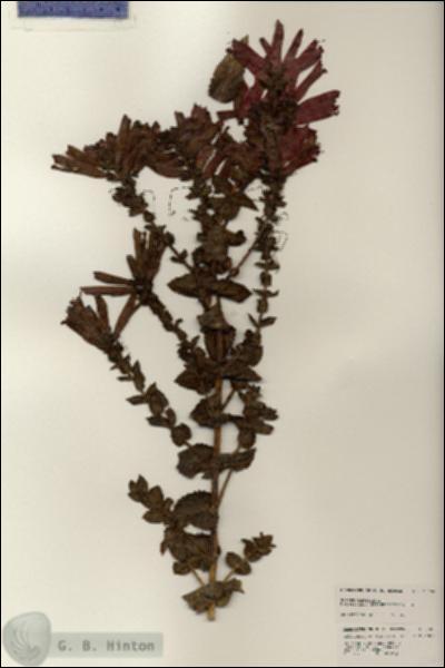 URN_catalog_HBHinton_herbarium_25666.jpg.jpg