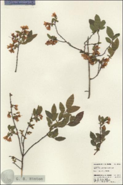 URN_catalog_HBHinton_herbarium_22963.jpg.jpg