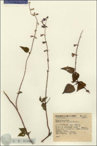 URN_catalog_HBHinton_herbarium_15350.jpg.jpg