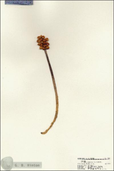 URN_catalog_HBHinton_herbarium_22531.jpg.jpg
