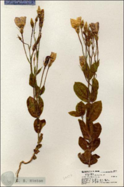 URN_catalog_HBHinton_herbarium_20327.jpg.jpg