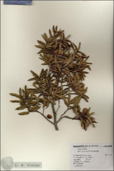 URN_catalog_HBHinton_herbarium_18348.jpg.jpg
