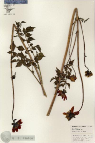 URN_catalog_HBHinton_herbarium_25436.jpg.jpg