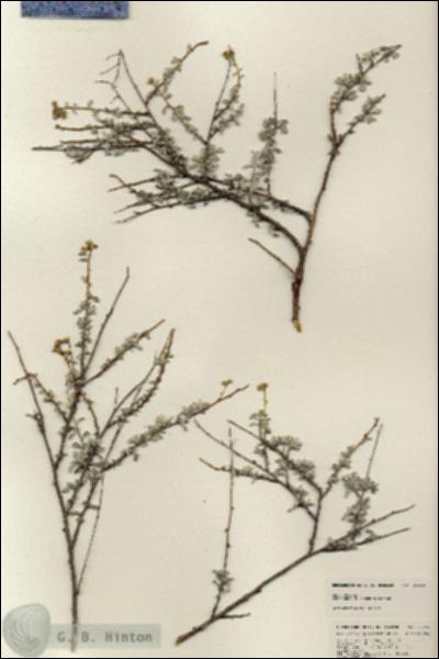 URN_catalog_HBHinton_herbarium_25164.jpg.jpg