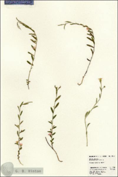 URN_catalog_HBHinton_herbarium_22986.jpg.jpg