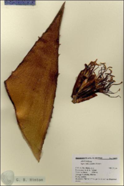URN_catalog_HBHinton_herbarium_18429.jpg.jpg