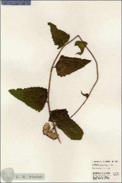 URN_catalog_HBHinton_herbarium_22885.jpg.jpg