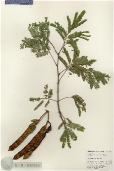 URN_catalog_HBHinton_herbarium_24979.jpg.jpg