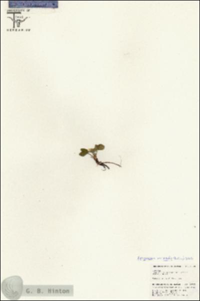 URN_catalog_HBHinton_herbarium_25608.jpg.jpg
