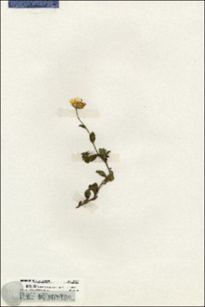 URN_catalog_HBHinton_herbarium_19667.jpg.jpg