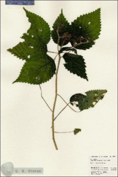 URN_catalog_HBHinton_herbarium_23982.jpg.jpg