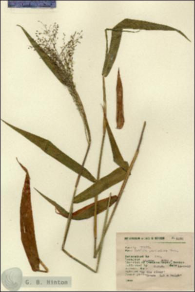 URN_catalog_HBHinton_herbarium_5066.jpg.jpg