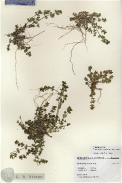 URN_catalog_HBHinton_herbarium_27212.jpg.jpg