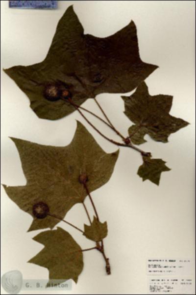 URN_catalog_HBHinton_herbarium_25216.jpg.jpg