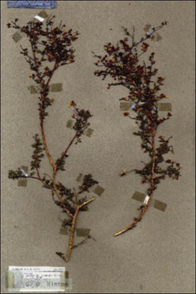 URN_catalog_HBHinton_herbarium_17183.jpg.jpg