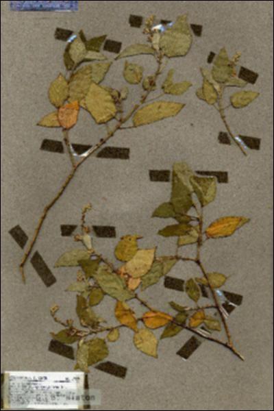 URN_catalog_HBHinton_herbarium_17599.jpg.jpg