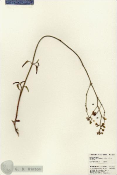 URN_catalog_HBHinton_herbarium_23132.jpg.jpg