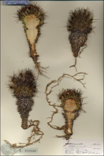 URN_catalog_HBHinton_herbarium_27120.jpg.jpg