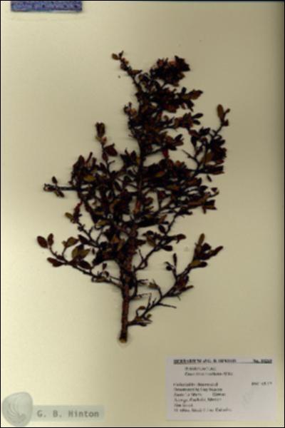 URN_catalog_HBHinton_herbarium_18269.jpg.jpg