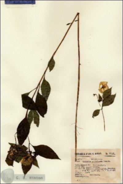 URN_catalog_HBHinton_herbarium_8102.jpg.jpg