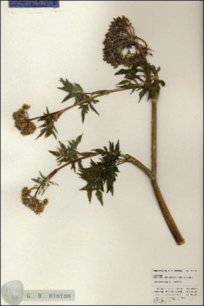 URN_catalog_HBHinton_herbarium_25336.jpg.jpg