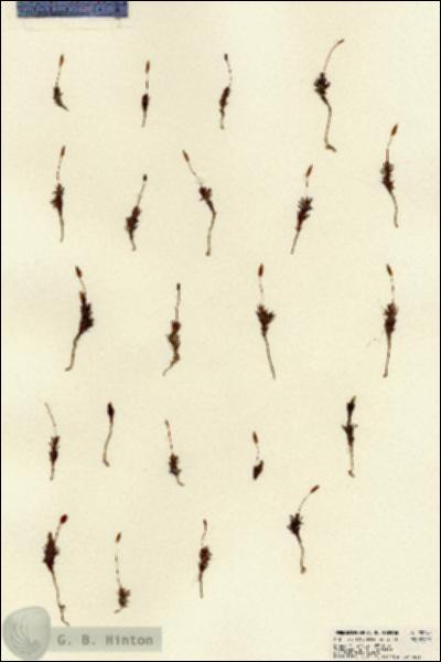 URN_catalog_HBHinton_herbarium_22241.jpg.jpg