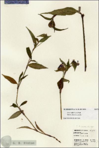 URN_catalog_HBHinton_herbarium_23174.jpg.jpg