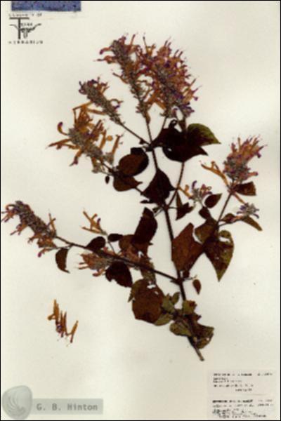 URN_catalog_HBHinton_herbarium_26314.jpg.jpg