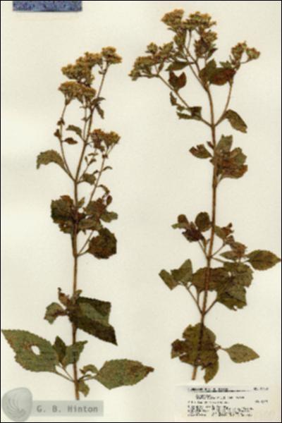 URN_catalog_HBHinton_herbarium_21700.jpg.jpg