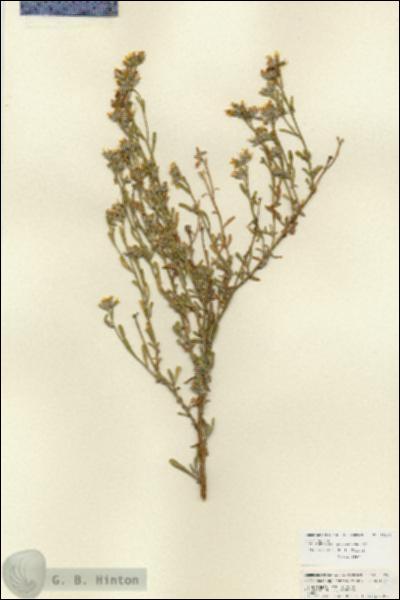 URN_catalog_HBHinton_herbarium_25990.jpg.jpg