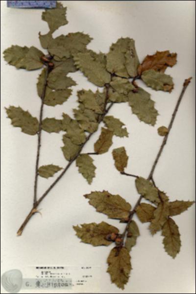 URN_catalog_HBHinton_herbarium_21097.jpg.jpg