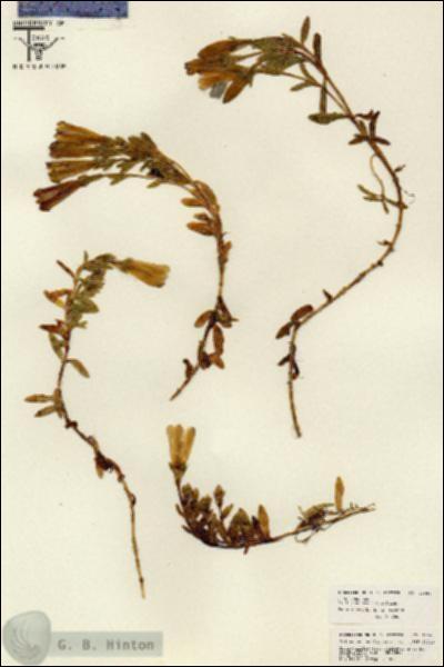 URN_catalog_HBHinton_herbarium_26081.jpg.jpg