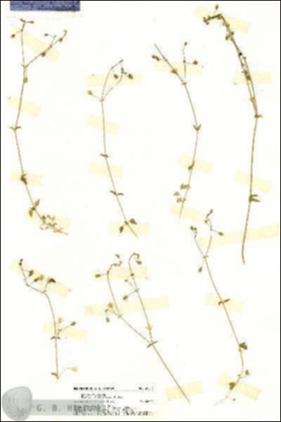 URN_catalog_HBHinton_herbarium_20217.jpg.jpg