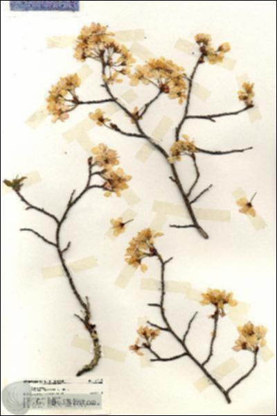 URN_catalog_HBHinton_herbarium_20215.jpg.jpg