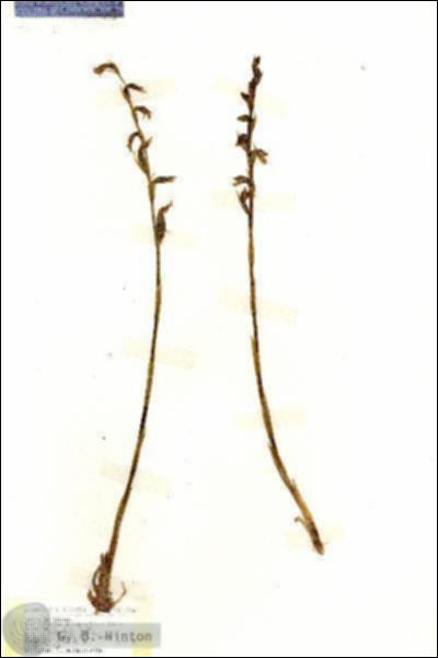URN_catalog_HBHinton_herbarium_18166.jpg.jpg