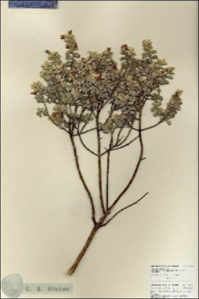 URN_catalog_HBHinton_herbarium_27102.jpg.jpg
