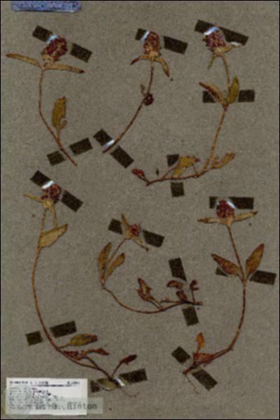 URN_catalog_HBHinton_herbarium_18296.jpg.jpg