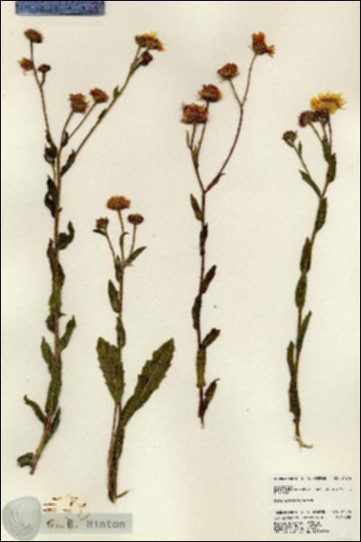 URN_catalog_HBHinton_herbarium_24574.jpg.jpg