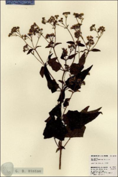 URN_catalog_HBHinton_herbarium_23495.jpg.jpg