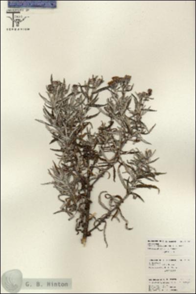 URN_catalog_HBHinton_herbarium_26152.jpg.jpg