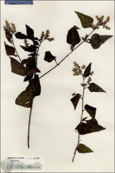 URN_catalog_HBHinton_herbarium_20547.jpg.jpg
