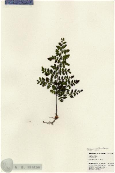 URN_catalog_HBHinton_herbarium_24008.jpg.jpg