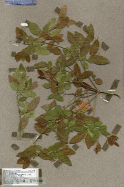 URN_catalog_HBHinton_herbarium_17934.jpg.jpg