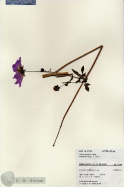 URN_catalog_HBHinton_herbarium_27260.jpg.jpg