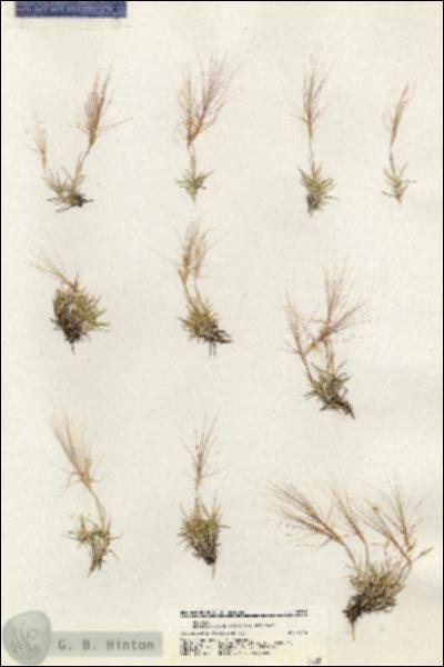 URN_catalog_HBHinton_herbarium_20757.jpg.jpg