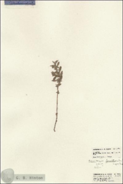 URN_catalog_HBHinton_herbarium_21634.jpg.jpg